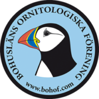 Bohusläns Ornitologiska Förening